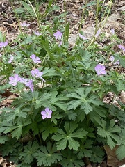 Geranium maculatum