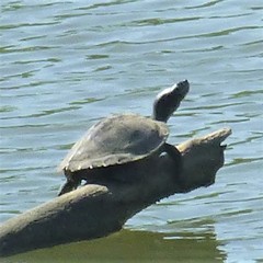 Graptemys pseudogeographica