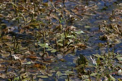 Potamogeton natans