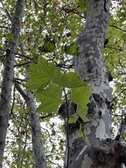 Platanus
