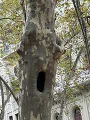 Platanus
