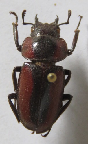 Prosopocoilus kasaiensis