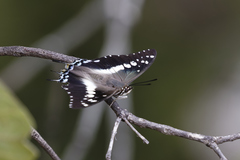 Charaxes achaemenes achaemenes