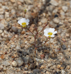 Linanthus inyoensis