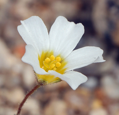 Linanthus inyoensis