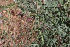 Hosackia crassifolia