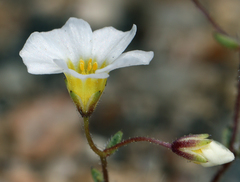 Linanthus inyoensis