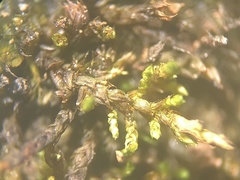 Haplocladium microphyllum