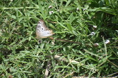 Anartia jatrophae