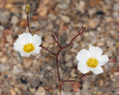 Linanthus inyoensis