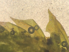 Haplocladium microphyllum