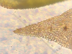 Haplocladium microphyllum