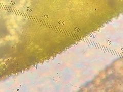 Haplocladium microphyllum