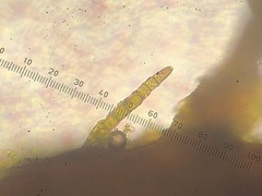 Haplocladium microphyllum