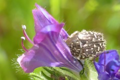 Oxythyrea funesta