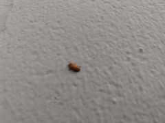 Coleoptera