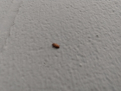 Coleoptera