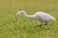 Ardea intermedia brachyrhyncha