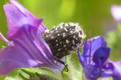 Oxythyrea funesta