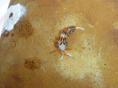 Diaphoreolis lagunae