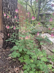 Aquilegia canadensis