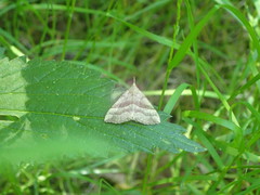 Hypena atomaria