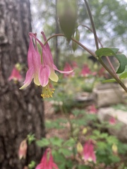 Aquilegia canadensis