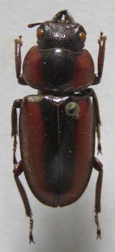 Prosopocoilus kasaiensis