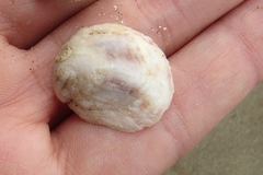 Crepipatella dilatata
