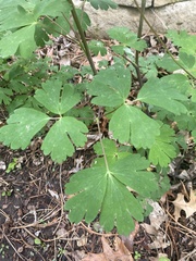 Aquilegia canadensis