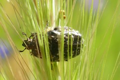 Oxythyrea funesta
