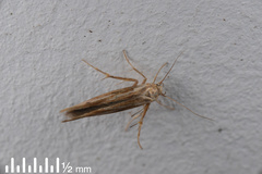 Stathmopoda plumbiflua