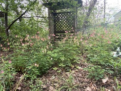 Aquilegia canadensis