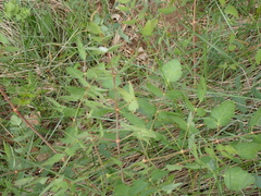 Peucedanum cervaria