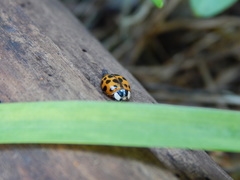 Harmonia axyridis