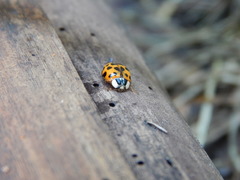 Harmonia axyridis