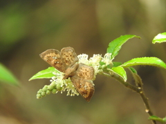 Polyctor enops