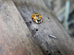Harmonia axyridis