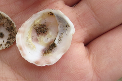 Crepipatella dilatata
