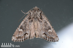 Ichneutica insignis