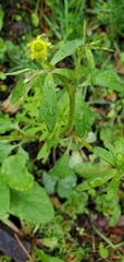 Ranunculus abortivus