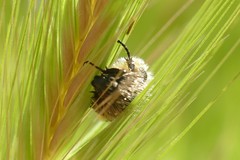 Oxythyrea funesta
