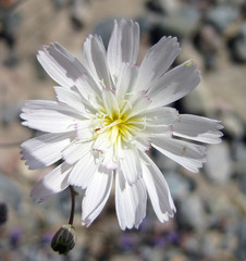 Atrichoseris platyphylla