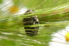 Oxythyrea funesta