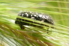 Oxythyrea funesta