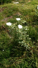 Argemone platyceras