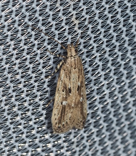 Chionodes rabula Hodges, 1999