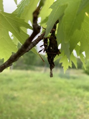 Neoclytus acuminatus