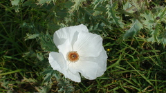 Argemone platyceras
