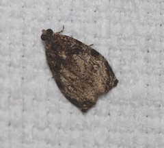 Sycacantha atactodes